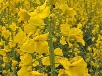 Brassica napus 3, Koolzaad, Saxifraga-Ab H Baas