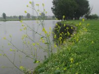 Brassica nigra, Black Mustard