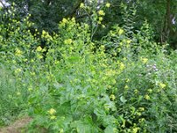 Brassica nigra 10, Zwarte mosterd, Saxifraga-Rutger Barendse