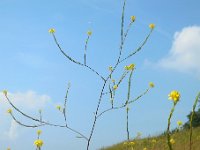 Brassica nigra 11, Zwarte mosterd, Saxifraga-Ed Stikvoort