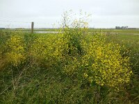 Brassica nigra 12, Zwarte mosterd, Saxifraga-Ed Stikvoort