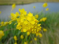 Brassica nigra 14, Zwarte mosterd, Saxifraga-Ed Stikvoort