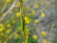 Brassica nigra 15, Zwarte mosterd, Saxifraga-Ed Stikvoort