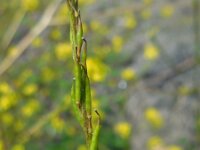 Brassica nigra 15, Zwarte mosterd, Saxifraga-Ed Stikvoort