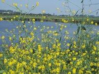 Brassica nigra 2, Zwarte mosterd, Saxifraga-Piet Zomerdijk