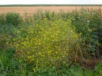 Brassica nigra 22, Zwarte mosterd, Saxifraga-Ed Stikvoort