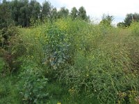 Brassica nigra 25, Zwarte mosterd, Saxifraga-Hans Boll