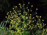 Brassica nigra 28, Zwarte mosterd, Saxifraga-Ed Stikvoort