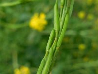 Brassica nigra 29, Zwarte mosterd, Saxifraga-Ed Stikvoort