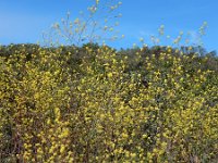Brassica nigra 30, Zwarte mosterd, Saxifraga-Ed Stikvoort