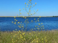 Brassica nigra 31, Zwarte mosterd, Saxifraga-Ed Stikvoort