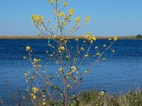 Brassica nigra 34, Zwarte mosterd, Saxifraga-Ed Stikvoort