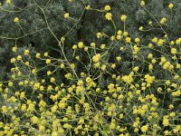 Brassica nigra 36, Zwarte mosterd, Saxifraga-Willem van Kruijsbergen