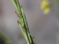 Brassica nigra 8, Zwarte mosterd, Saxifraga-Peter Meininger