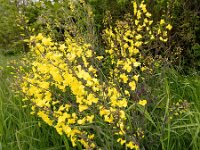 Brassica oleracea 55, Kool, Saxifraga-Bart Vastenhouw