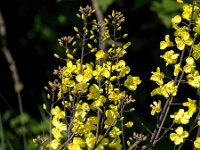Brassica oleracea 56, Kool, Saxifraga-Bart Vastenhouw