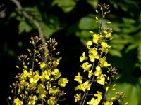 Brassica oleracea 58, Kool, Saxifraga-Bart Vastenhouw