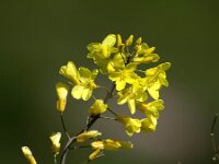 Brassica oleracea 60, Kool, Saxifraga-Bart Vastenhouw