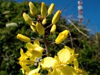 Brassica oleracea 64, Kool, Saxifraga-Bart Vastenhouw