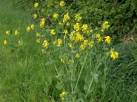 Brassica rapa 7, Raapzaad, Saxifraga-Ab H Baas