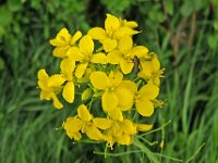 Brassica rapa 8, Raapzaad, Saxifraga-Ab H Baas