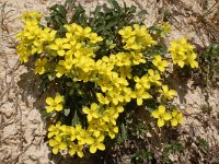 Brassica repanda ssp repanda 3, Saxifraga-Harry Jans