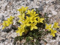 Brassica repanda ssp repanda 4, Saxifraga-Harry Jans