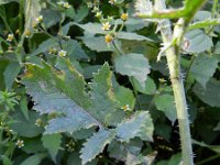 Brassica tournefortii 1, Saxifraga-Rutger Barendse