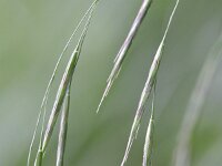 Bromopsis ramosa ssp benekenii 2, Bosdravik, Saxifraga-Rutger Barendse