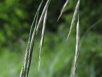 Bromopsis ramosa ssp benekenii 3, Bosdravik, Saxifraga-Rutger Barendse