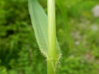 Bromopsis ramosa ssp benekenii 5, Bosdravik, Saxifraga-Rutger Barendse