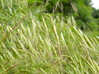 Bromus commutatus 2, Saxifraga-Rutger Barendse