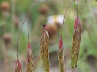 Bromus japonicus 4, Saxifraga-Rutger Barendse