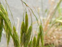 Bromus japonicus 5, Saxifraga-Rutger Barendse