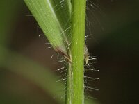 Bromus ramosus ssp ramosus 2, Velddravik, Saxifraga-Rutger Barendse