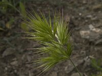Bromus rubens 2, Saxifraga-Willem van Kruijsbergen
