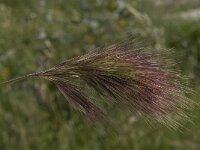 Bromus rubens 3, Saxifraga-Willem van Kruijsbergen