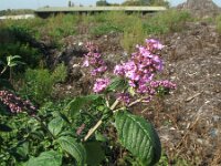 Buddleja davidii 11, Vlinderstruik, Saxifraga-Rutger Barendse