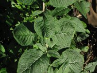 Buddleja davidii 12, Vlinderstruik, Saxifraga-Rutger Barendse