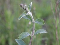 Buddleja davidii 14, Vlinderstruik, Saxifraga-Rutger Barendse
