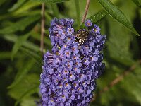 Buddleja davidii 16, Vlinderstruik, Saxifraga-Jan van der Straaten
