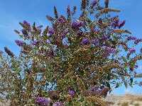 Buddleja davidii 18, Vlinderstruik, Saxifraga-Ed Stikvoort