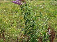 Buddleja davidii 2, Vlinderstruik, Saxifraga-Rutger Barendse