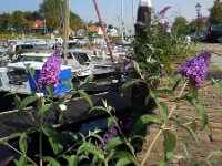 Buddleja davidii 21, Vlinderstruik, Saxifraga-Ed Stikvoort