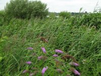 Buddleja davidii 3, Vlinderstruik, Saxifraga-Rutger Barendse