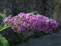 Buddleja davidii 4, Vlinderstruik, Saxifraga-Jan van der Straaten
