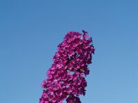 Buddleja davidii 5, Vlinderstruik, Saxifraga-Branko Bakan