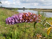 Buddleja davidii 7, Vlinderstruik, Saxifraga-Rutger Barendse