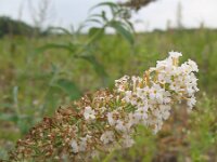 Buddleja davidii 9, Vlinderstruik, Saxifraga-Rutger Barendse