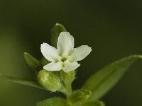 Buglossoides arvensis ssp arvensis 1, Saxifraga-Jan van der Straaten